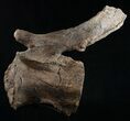 Diplodocus Caudal Vertebra - Dana Quarry, Wyoming #10149-2
